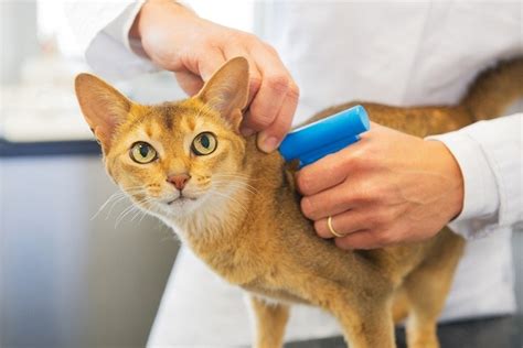 rfid chip implant cat cost|cat microchip injection.